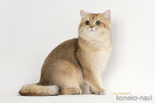 近藤実和ブリーダー